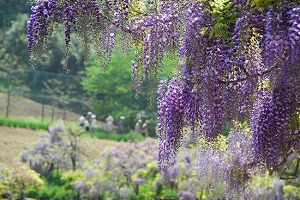 衣笠地区